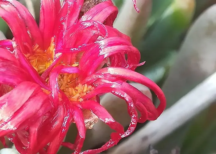 Casa Diana * Máguez